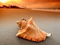 pic for Seashell Beach Sunset 